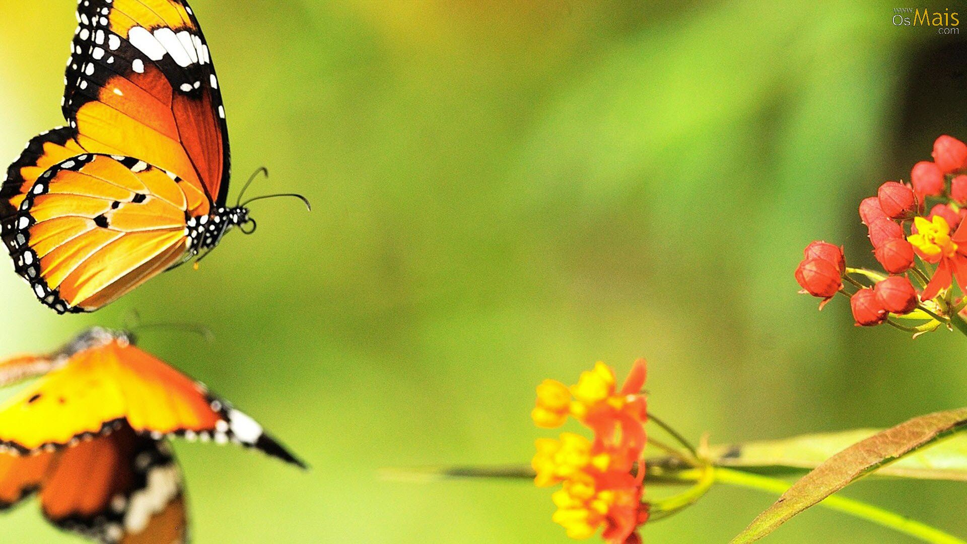 borboleta-wallpaper